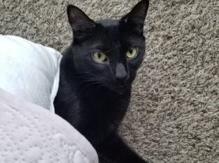 Male cat