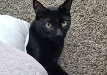 Male cat