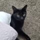 Male cat