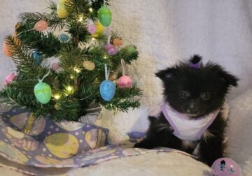 Candie CKC Registered Female