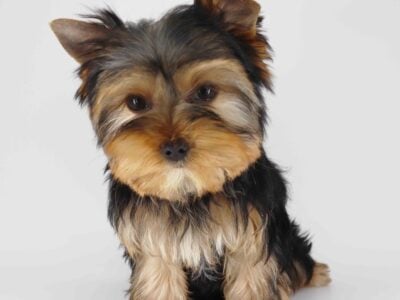 Yorkie girl Emma