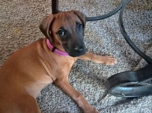 Puppy Needs Good Home