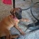 Puppy Needs Good Home