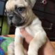 Pug Male very plyful puppy