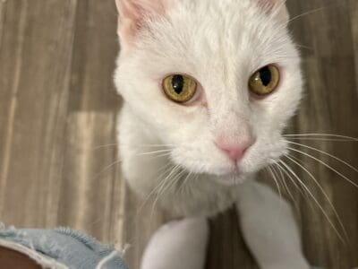 Male white cat