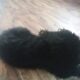 Newfoundland puppies