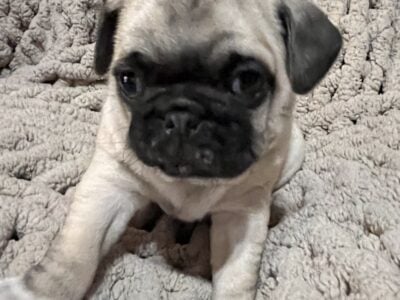 Purebred Fawn Pugs