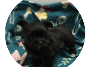 Adorable Morkie Pups