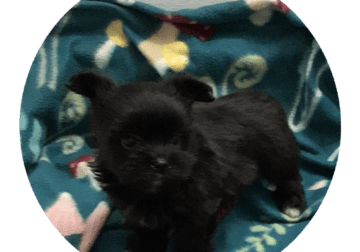 Adorable Morkie Pups