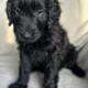 Double doodle babies, service dog prospects