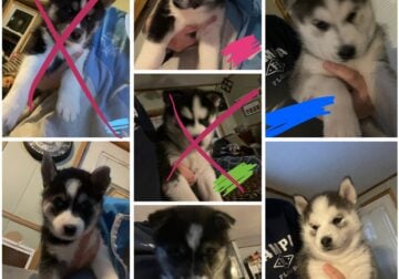 Husky puppies