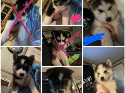 Husky puppies