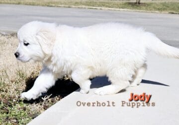 Jody AKC English cream golden retriever