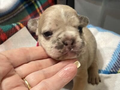 Female French bulldog