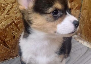 Corgi Pup looking for love