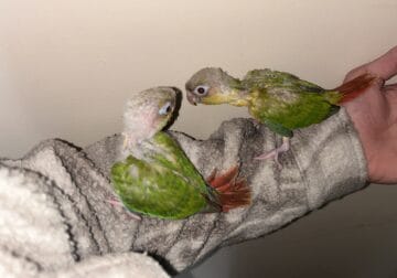 conure parrot hand fed