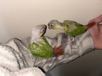 conure parrot hand fed