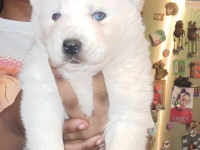 Hushy puppies