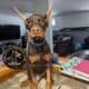 Doberman Puppies