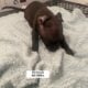 Puppies looking for a good home