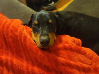 Doberman for sale