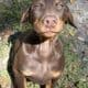 Doberman Red Male Puppy 8 weeks old