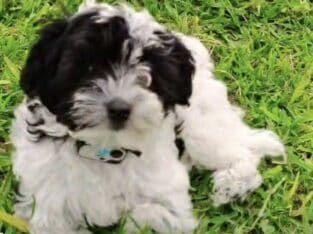 Pepper – Chinese Crested Powderpuff