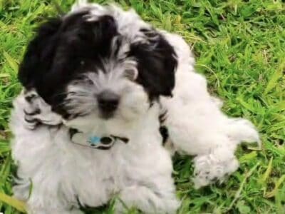 Pepper – Chinese Crested Powderpuff