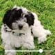 Pepper – Chinese Crested Powderpuff