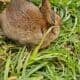 Bunnies for sale