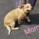 2 Playful Puppies