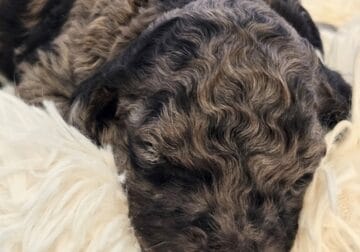 Moyen Poodles, AKC