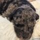 Moyen Poodles, AKC