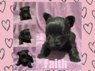 Black Scottish Terrier Puppy