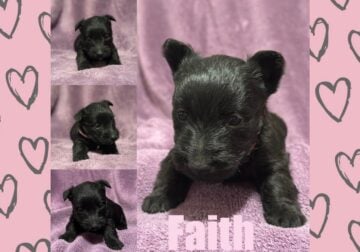 Black Scottish Terrier Puppy