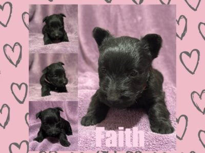 Black Scottish Terrier Puppy