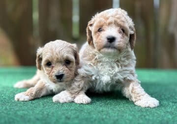 Adorable Maltipoo’s