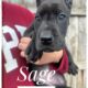 Sage The Great Dane