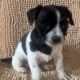 Bentley – Adorable ShiChi Male Puppy