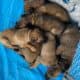 Belgian Malinois puppies