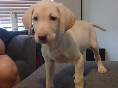 Labrador Retriever Puppies