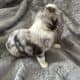 Australian Shepherd/Australian Cattle Dog pups