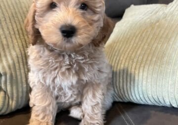Mini Goldendoodle Puppy