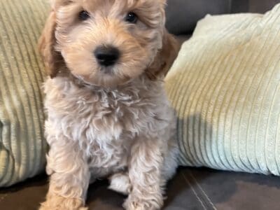 Mini Goldendoodle Puppy