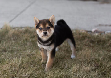 AKC Shiba Inu female pup in Indiana (Twila)