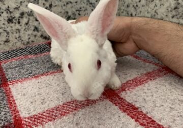 Fluffy adorable pets
