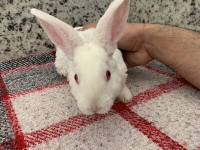 Fluffy adorable pets