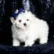 Yogurt AKC Maltese