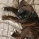 Boxers & more! Reputable 5 st Breeder of 23 years!