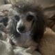 AKC Sally